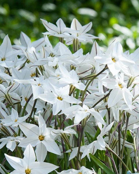 Ipheion uniflorum.jpg